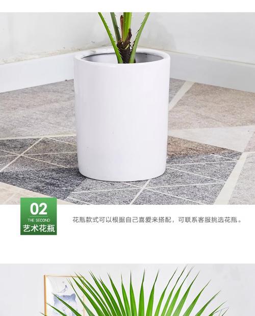 蒲葵盆栽的日常管理要点是什么？如何让蒲葵盆栽更茂盛？