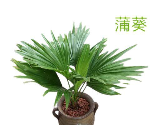 蒲葵盆栽的日常管理要点是什么？如何让蒲葵盆栽更茂盛？