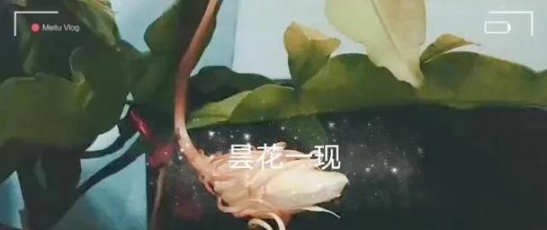 昙花扦插的最佳时机是什么时候？