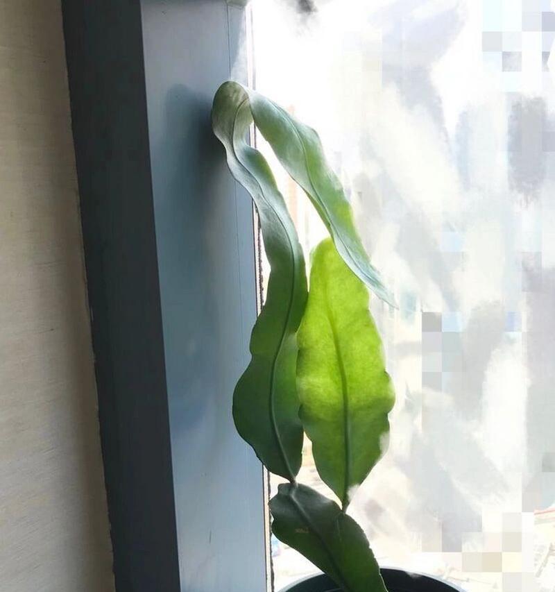 昙花扦插的最佳时机是什么时候？