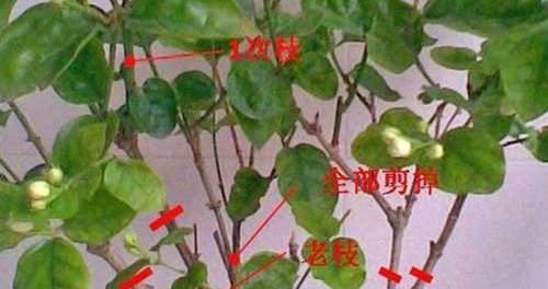 茉莉花修剪的最佳时间和方法是什么？