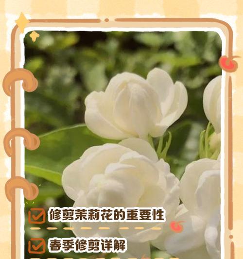 茉莉花修剪的最佳时间和方法是什么？