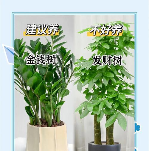 盆栽品种众多如何挑选？盆栽品种选择与养护技巧？