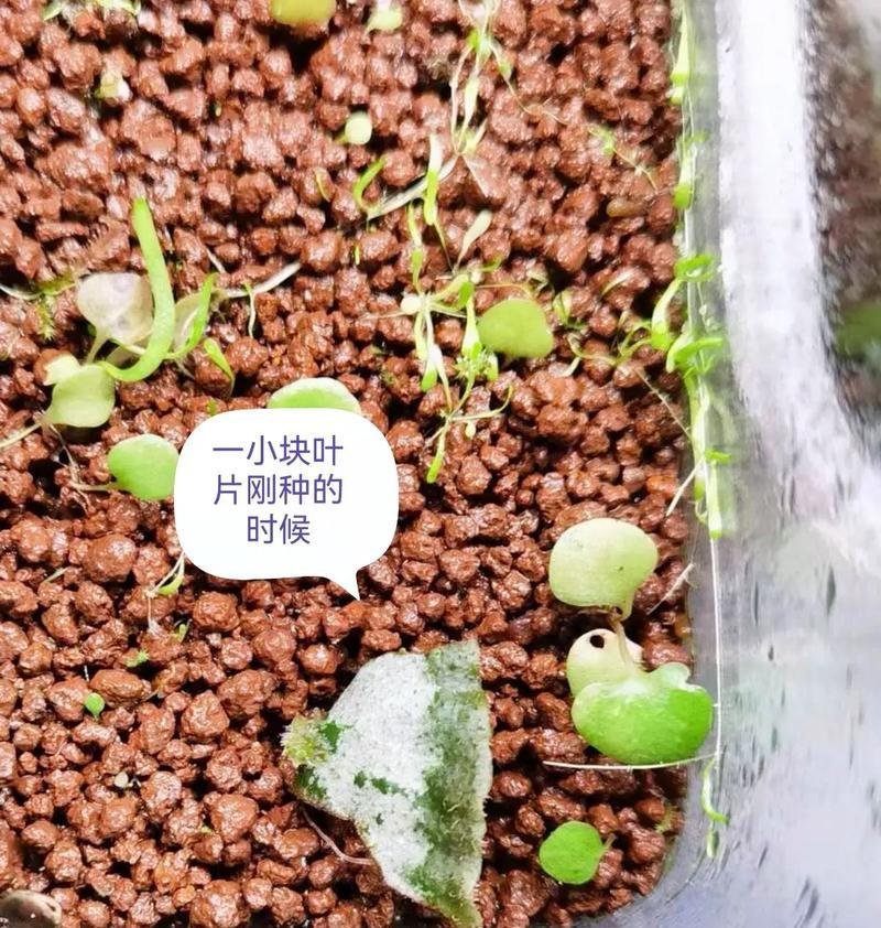 植物叶片生长的原理是什么？