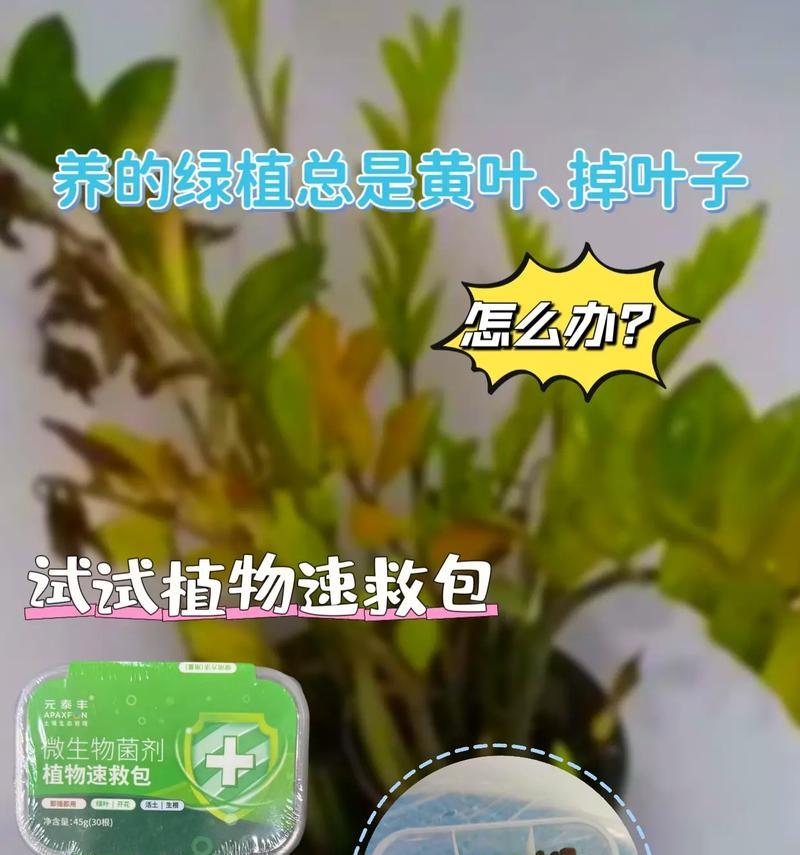 植物叶片生长的原理是什么？