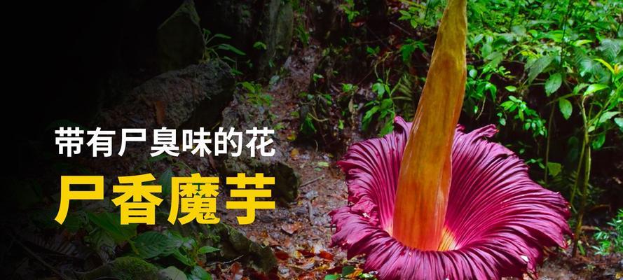 哪些花会散发臭味？它们的花语和用途是什么？