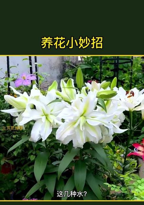 家庭中哪些花比较好养？家庭好养花卉的养护技巧是什么？