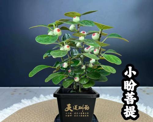 盆景植物有哪些品种？盆景植物品种选择有哪些技巧？