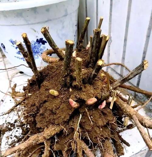 秋季牡丹养护要点是什么？如何让牡丹安全过秋？