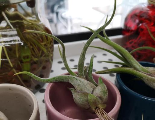 菠萝在家如何养殖？养殖菠萝的正确步骤有哪些？