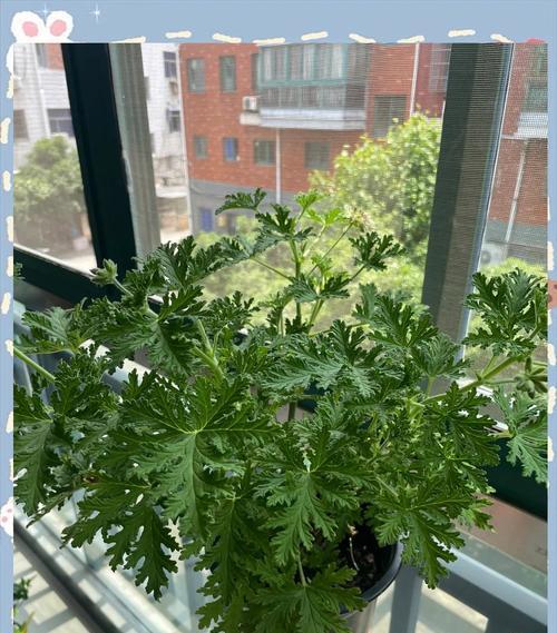 有哪些花草具有驱蚊效果？