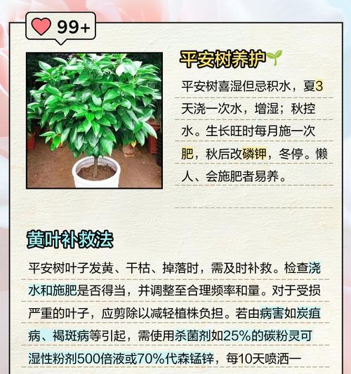 平安树叶子下垂的处理方法有哪些？