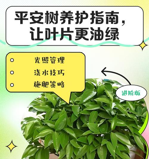 平安树叶子下垂的处理方法有哪些？