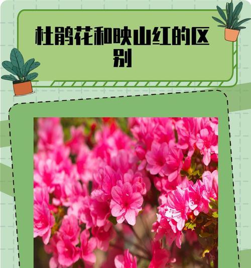 花有哪些作用？花卉对环境和健康的影响是什么？