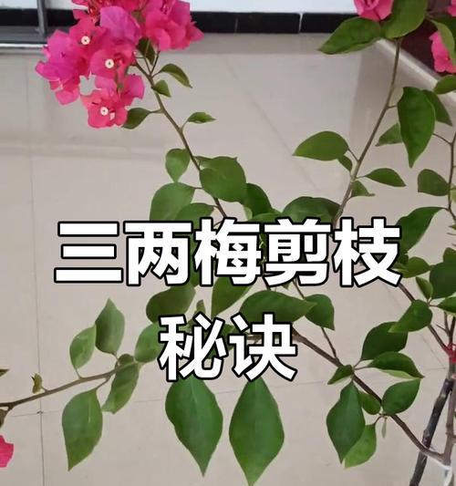 三叶梅修剪的最佳时机和方法是什么？