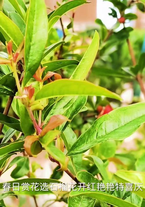 石榴花的养殖要点是什么？如何保证其正常开花？