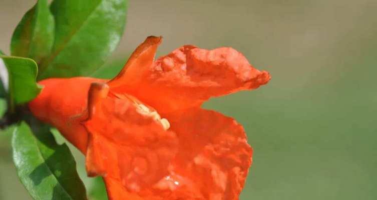 石榴花的养殖要点是什么？如何保证其正常开花？