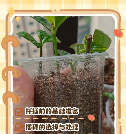 扦插植物的最佳时机和技巧是什么？