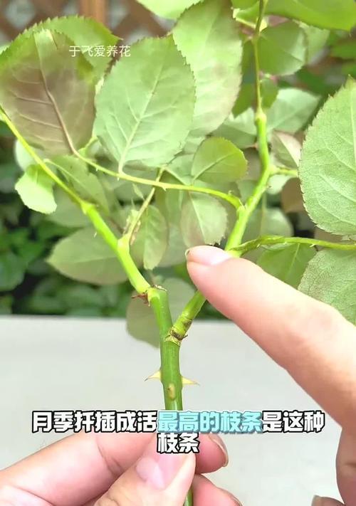扦插植物的最佳时机和技巧是什么？