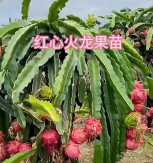 火龙长什么样？火龙果的外观特征和种植要点？