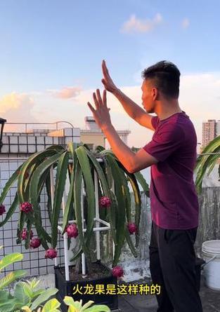 火龙长什么样？火龙果的外观特征和种植要点？