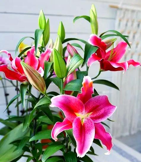 百何花的养殖方法和常见问题解答是什么？