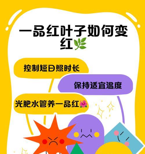 一品红的种植方法是什么？如何养护？