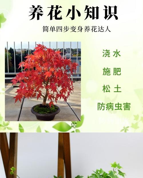竹子施肥的最佳时机是什么时候？应该使用什么肥料？