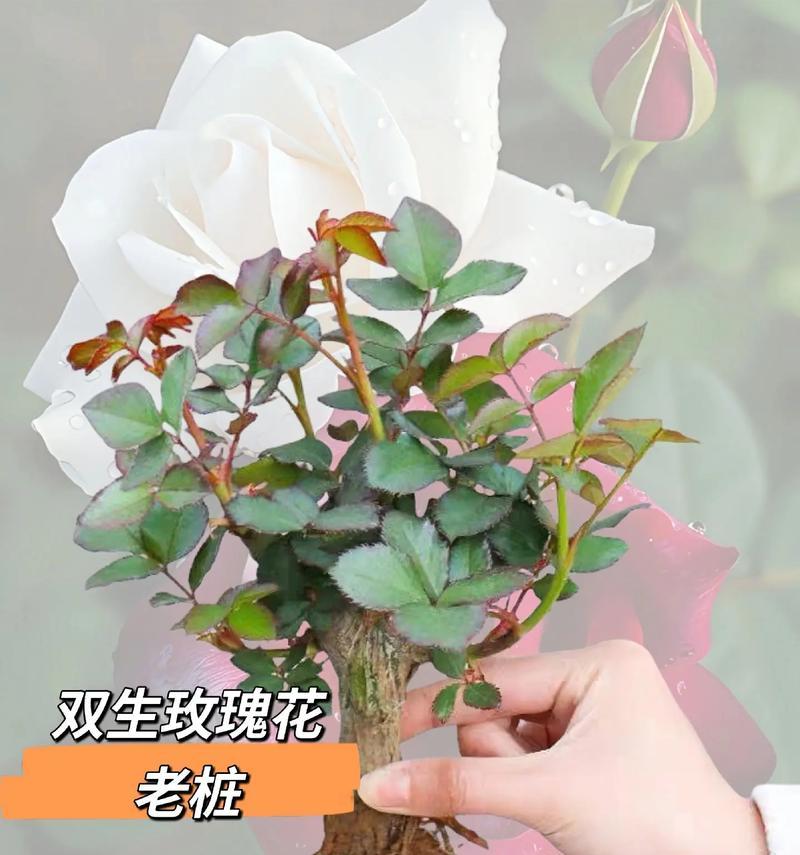 盆栽小玫瑰花的养殖方法是什么？