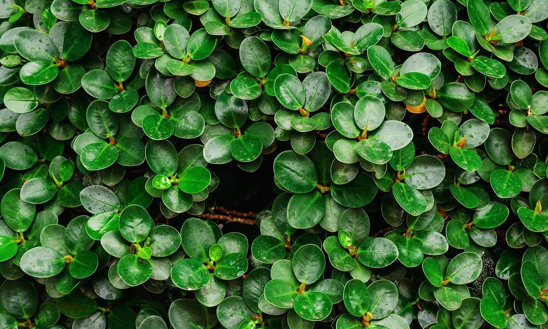 网纹草种植步骤详解？