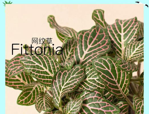 网纹草种植步骤详解？