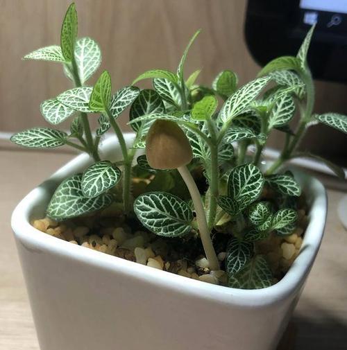 网纹草种植步骤详解？