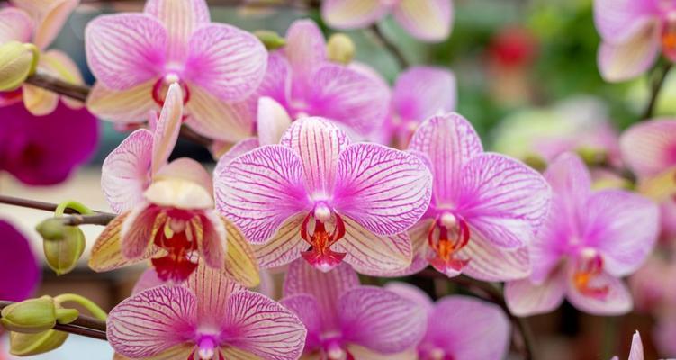 年宵节期间哪些花卉最受欢迎？