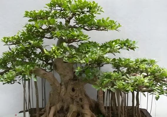 一什么榕树？榕树的种类和特点是什么？