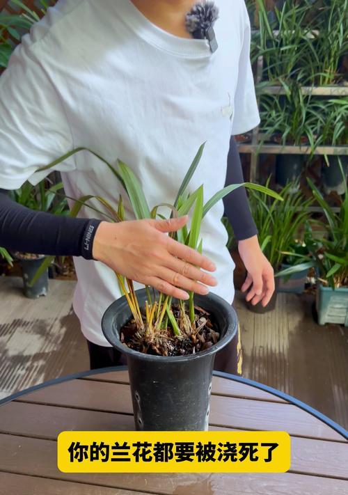 夏季兰花浇水的正确方法是什么？