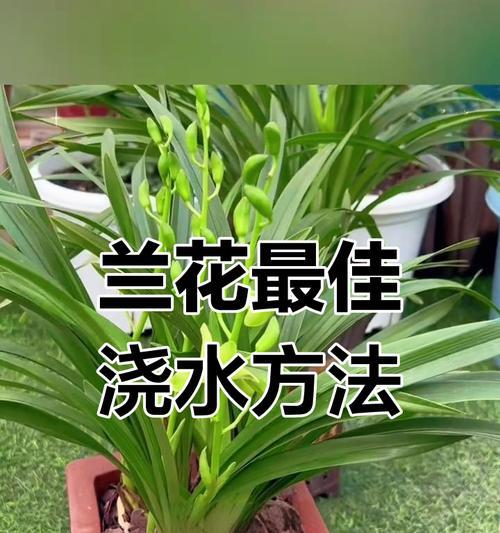 夏季兰花浇水的正确方法是什么？