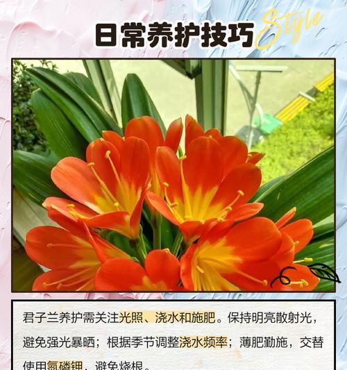 君子兰栽培技巧有哪些？君子兰栽培的常见问题？