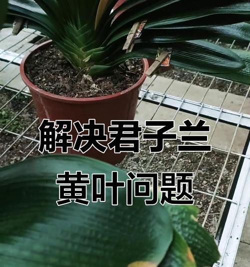 君子兰栽培技巧有哪些？君子兰栽培的常见问题？