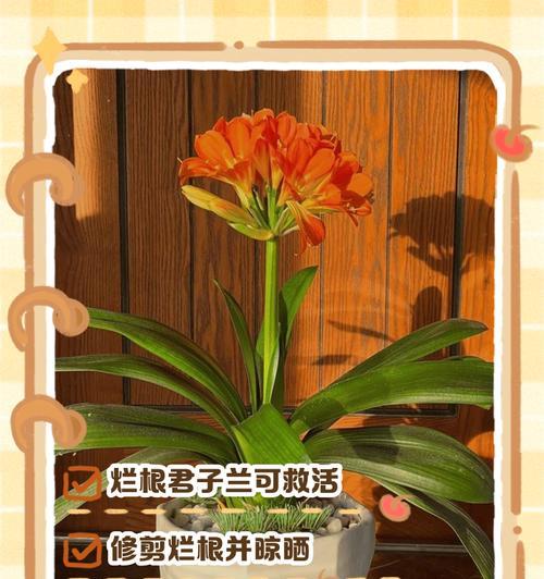 君子兰栽培技巧有哪些？君子兰栽培的常见问题？