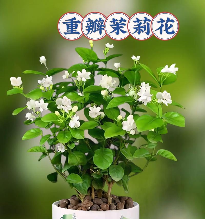 怎么种植茉莉？茉莉的种植步骤有哪些？