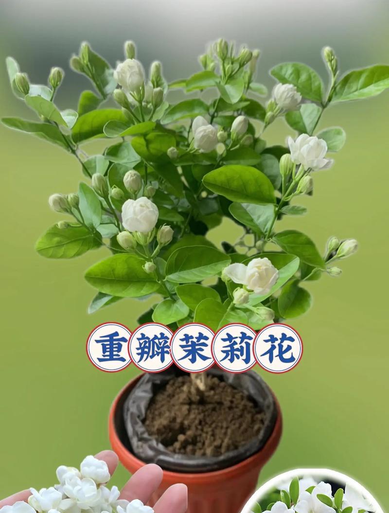 怎么种植茉莉？茉莉的种植步骤有哪些？