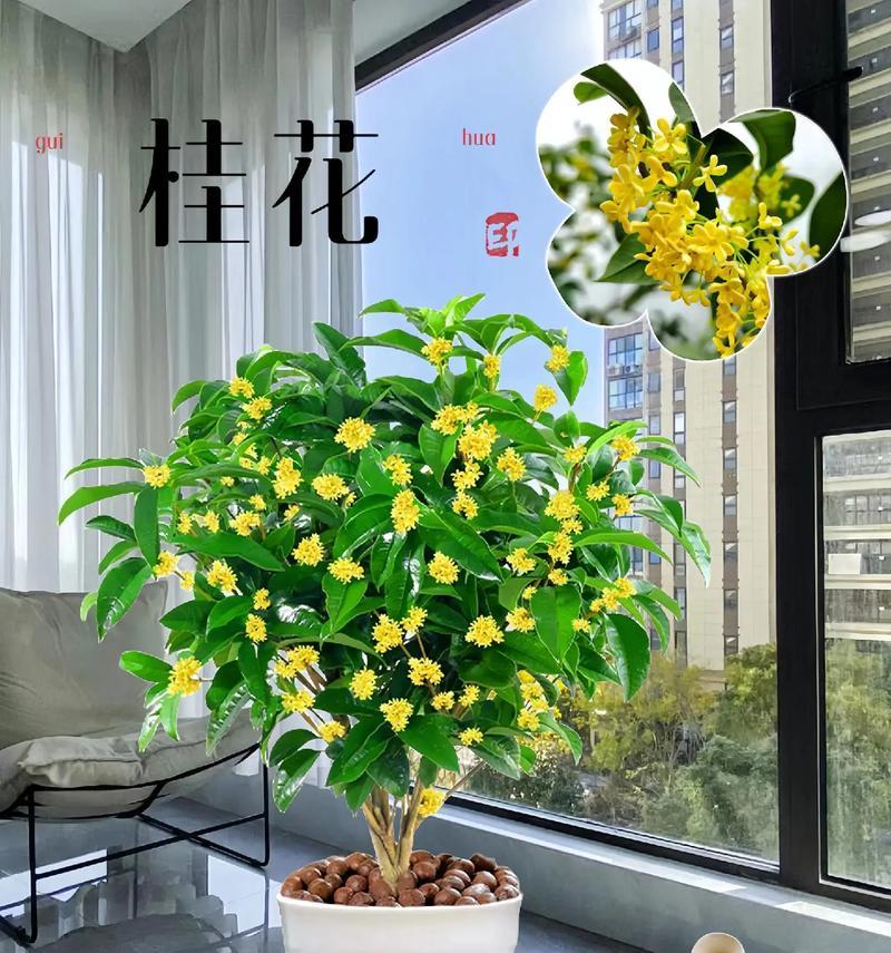 桂花盆栽怎么养？桂花盆栽的养护技巧和常见问题解答？