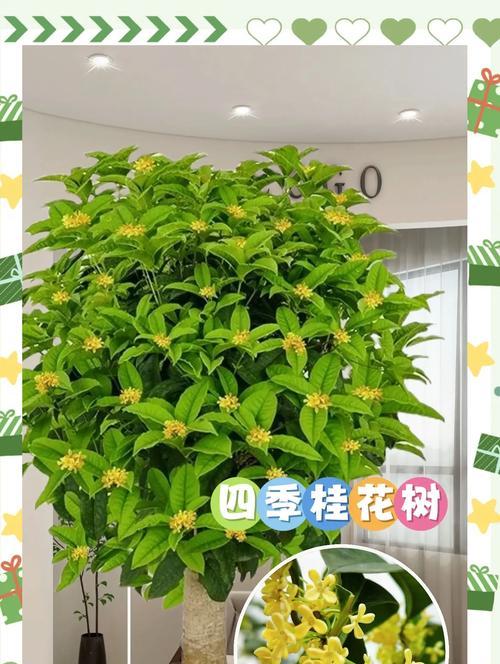 桂花盆栽怎么养？桂花盆栽的养护技巧和常见问题解答？