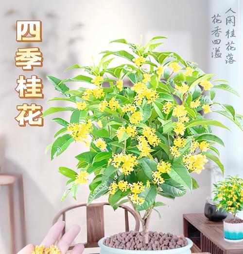 桂花盆栽怎么养？桂花盆栽的养护技巧和常见问题解答？