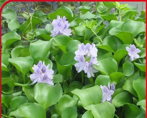 水葫芦叶子发黄的处理方法是什么？