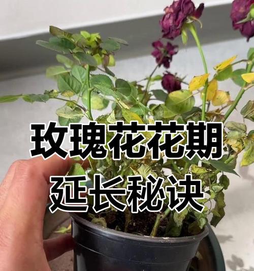 玫瑰花修剪技巧有哪些？