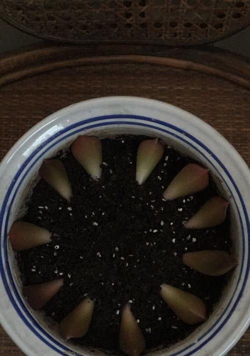 黑王子开花后的处理方法是什么？