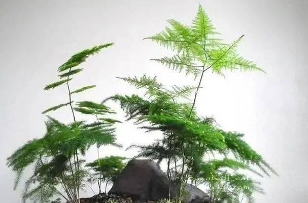 指甲花的种植步骤是什么？如何保证其顺利发芽？