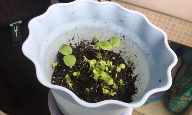 指甲花的种植步骤是什么？如何保证其顺利发芽？