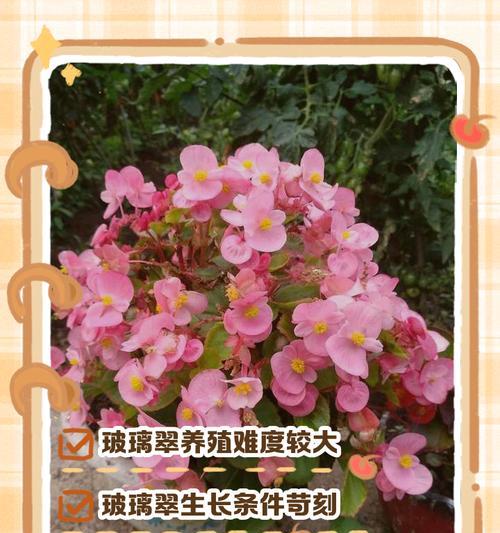 玻璃翠的养殖方法和常见问题有哪些？